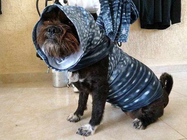 Whale Shark Warrior Sun Mask