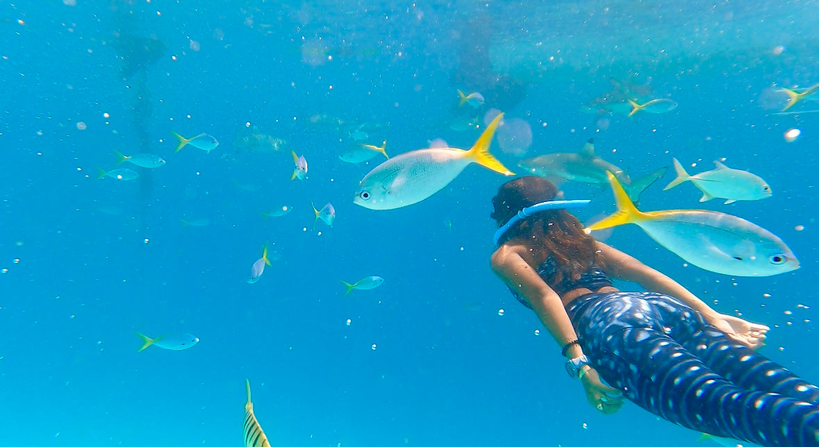 Waterlust Whale  shark warrior reversible top